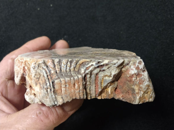 Polished fossil stromatolite. Strelley Pool Formation SPF124