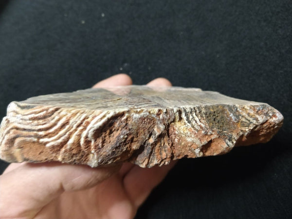 Polished fossil stromatolite. Strelley Pool Formation SPF124