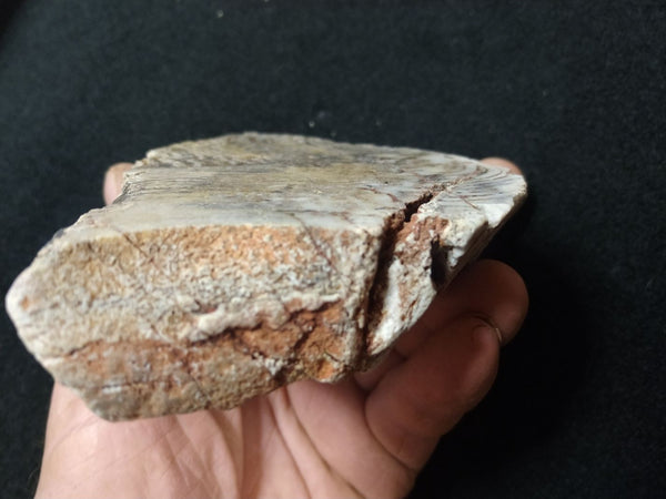 Polished fossil stromatolite. Strelley Pool Formation SPF124