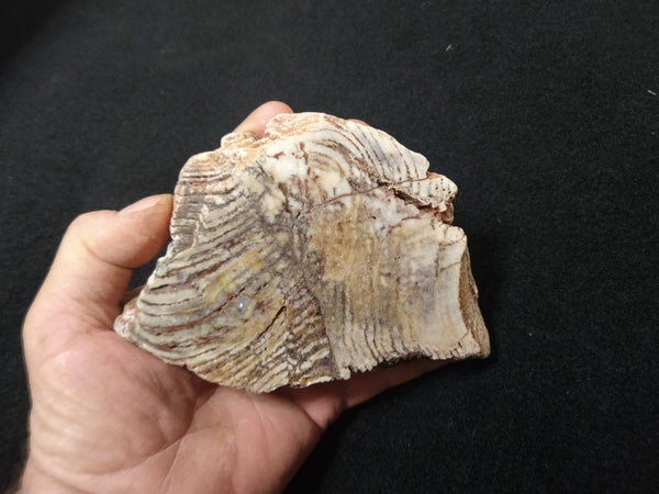 Polished fossil stromatolite. Strelley Pool Formation SPF124