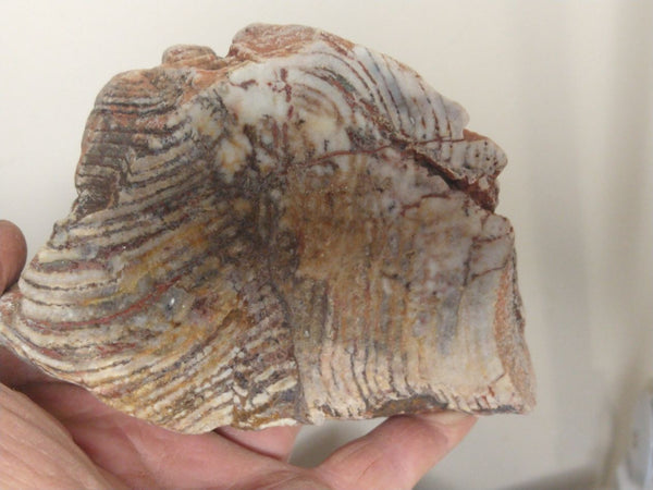 Polished fossil stromatolite. Strelley Pool Formation SPF124