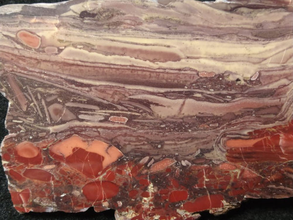 Polished fossil stromatolite. Domal from Irregully formation IRR129