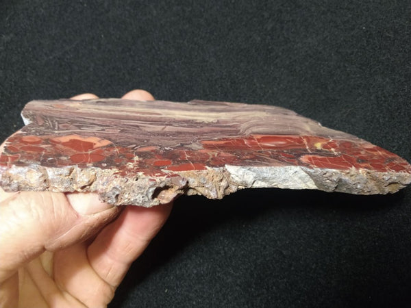 Polished fossil stromatolite. Domal from Irregully formation IRR129