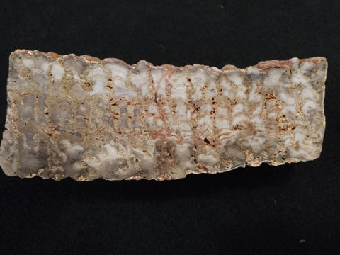 Polished fossil stromatolite. Eucapsiphora leakensis.  EUC147