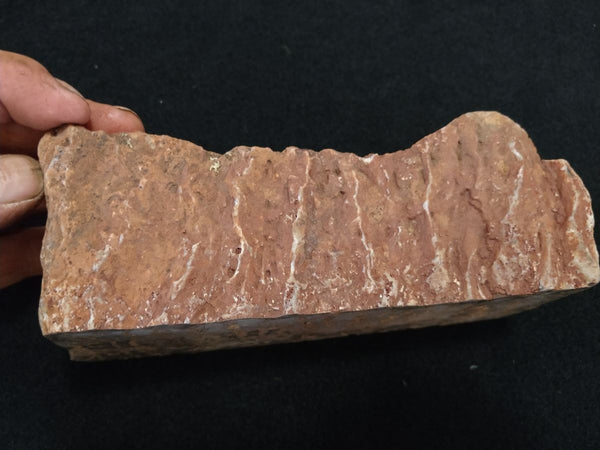 Polished fossil stromatolite. Eucapsiphora leakensis.  EUC147