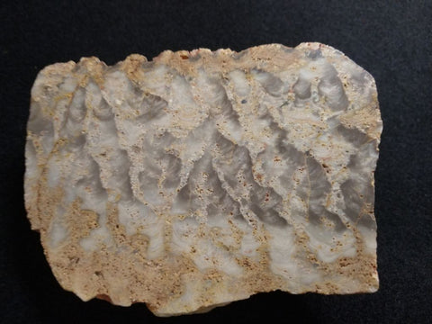 Polished fossil stromatolite. Eucapsiphora leakensis.  EUC148