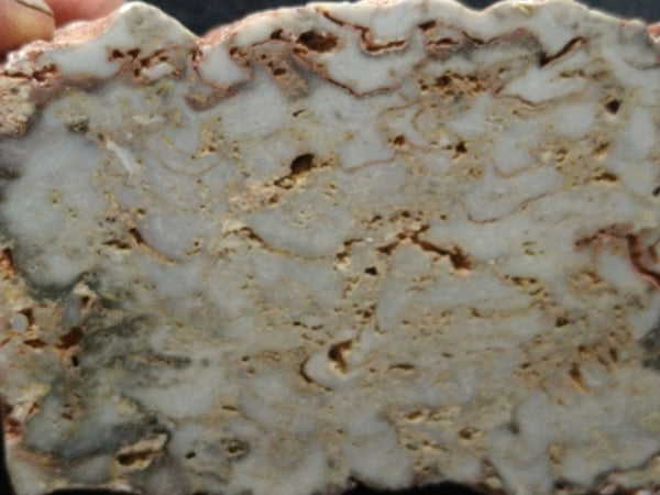 Polished fossil stromatolite. Eucapsiphora leakensis.  EUC149