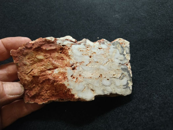 Polished fossil stromatolite. Eucapsiphora leakensis.  EUC149