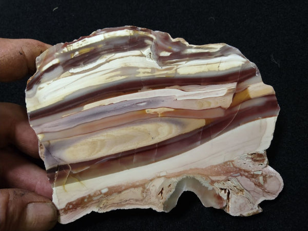 Polished fossil stromatolite. Domal from Irregully formation IRR131