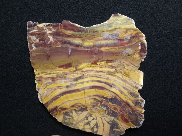 Polished fossil stromatolite. Domal from Irregully formation IRR132