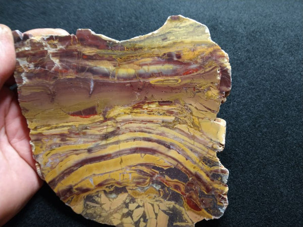 Polished fossil stromatolite. Domal from Irregully formation IRR132