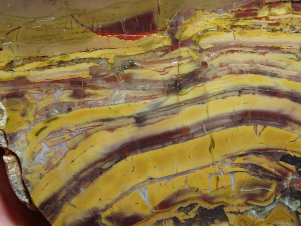 Polished fossil stromatolite. Domal from Irregully formation IRR132