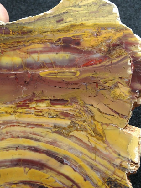 Polished fossil stromatolite. Domal from Irregully formation IRR132