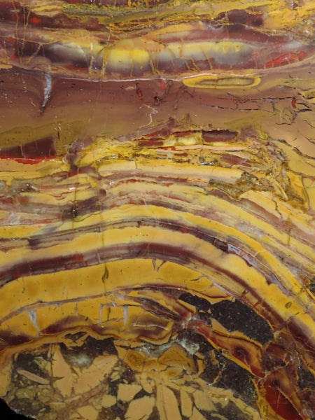 Polished fossil stromatolite. Domal from Irregully formation IRR132