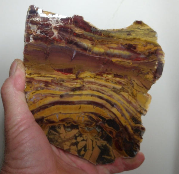 Polished fossil stromatolite. Domal from Irregully formation IRR132