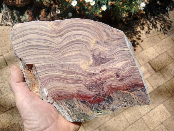 Polished fossil stromatolite. Domal from Irregully formation IRR134