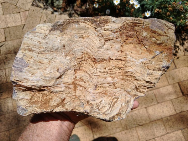 Polished fossil stromatolite. Domal from Irregully formation IRR134