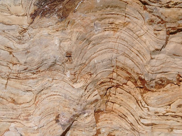 Polished fossil stromatolite. Domal from Irregully formation IRR134