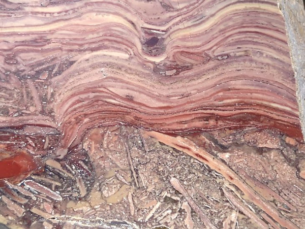 Polished fossil stromatolite. Domal from Irregully formation IRR134