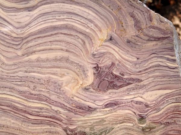 Polished fossil stromatolite. Domal from Irregully formation IRR134