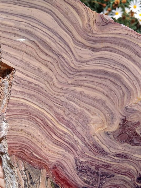 Polished fossil stromatolite. Domal from Irregully formation IRR134