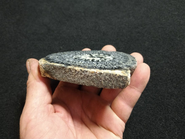 Polished Orbicular Granite slab. OG162
