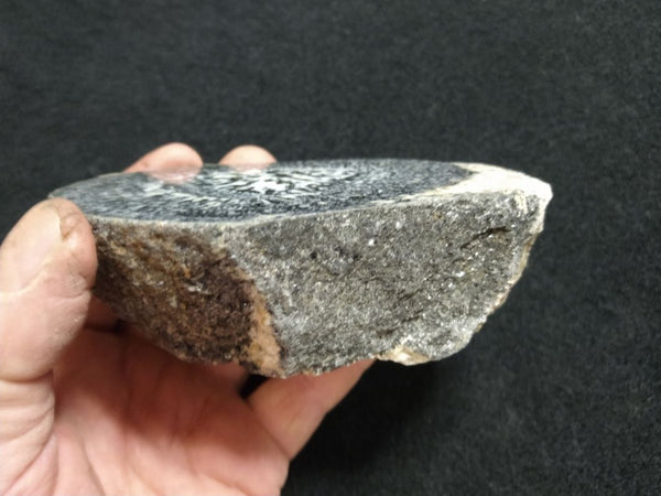 Polished Orbicular Granite. OG163