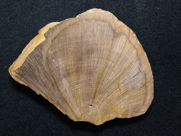 Polished Petrified Wood CAS101