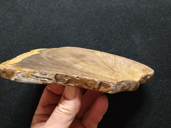 Polished Petrified Wood CAS101