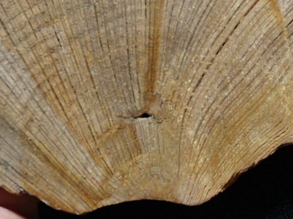 Polished Petrified Wood CAS101