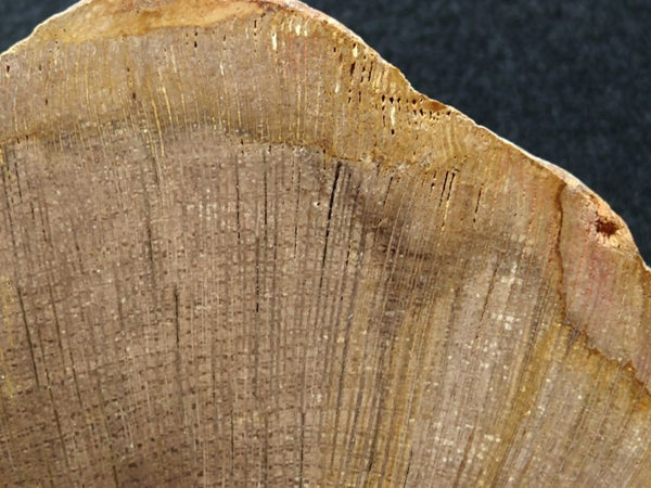 Polished Petrified Wood CAS101