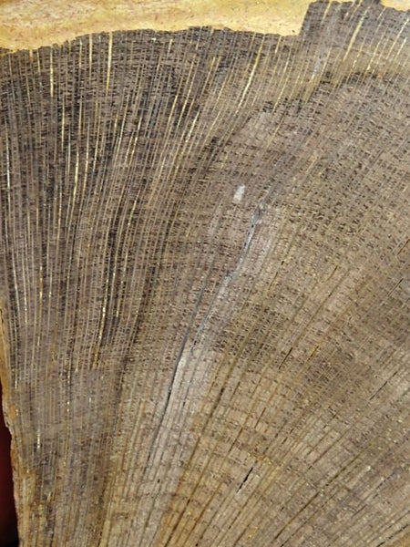 Polished Petrified Wood CAS101