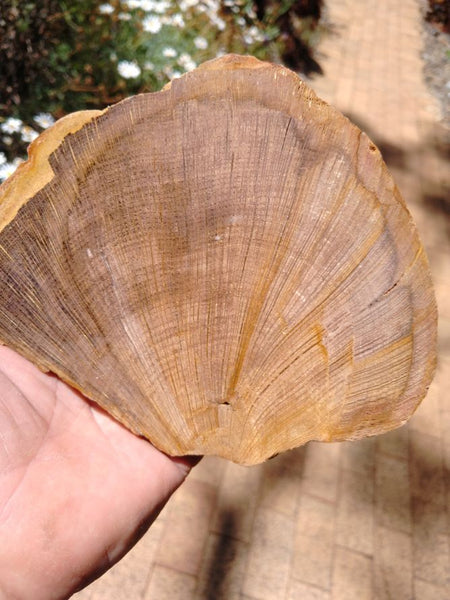 Polished Petrified Wood CAS101