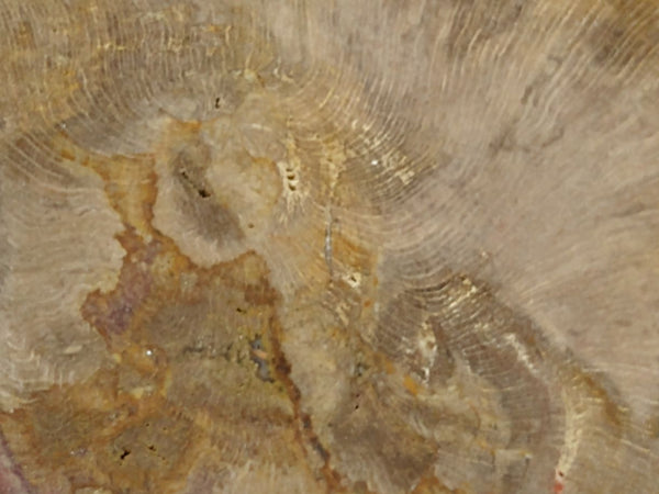 Polished Petrified Wood CAS103