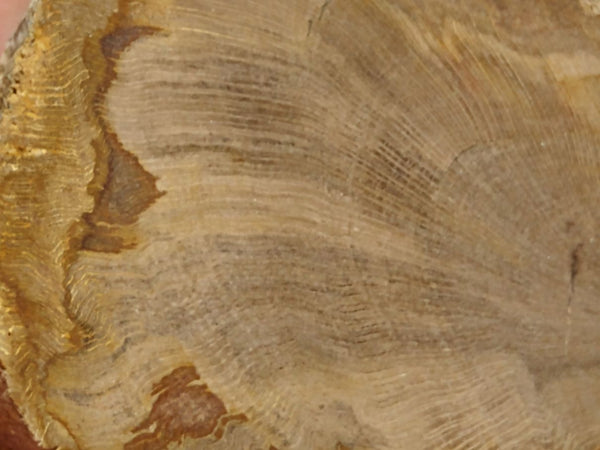 Polished Petrified Wood CAS103