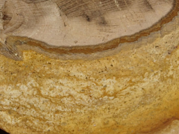 Polished Petrified Wood CAS104