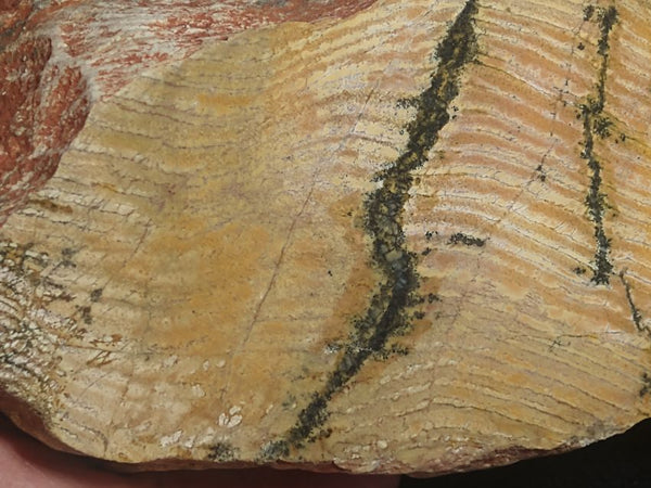 Polished fossil stromatolite. Strelley Pool Formation SPF126