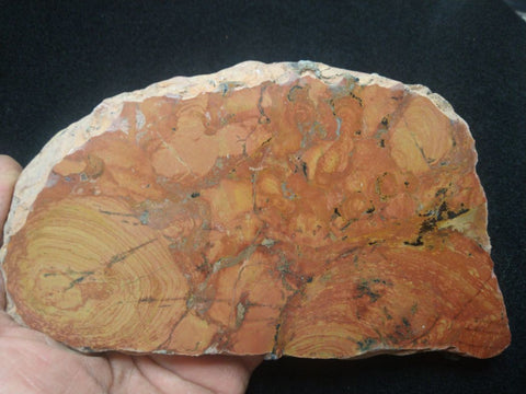 Polished fossil stromatolite. Carawine Dolomite CD106