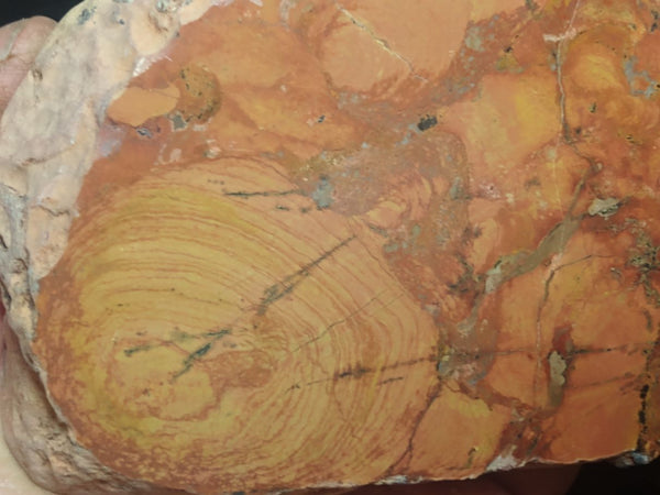 Polished fossil stromatolite. Carawine Dolomite CD106