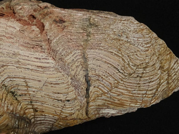 Polished fossil stromatolite. Strelley Pool Formation SPF127