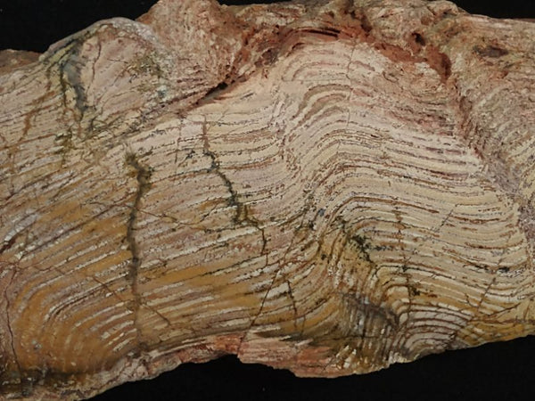 Polished fossil stromatolite. Strelley Pool Formation SPF127