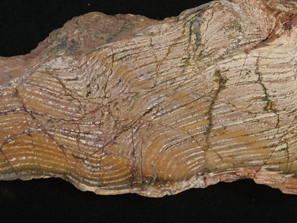 Polished fossil stromatolite. Strelley Pool Formation SPF127