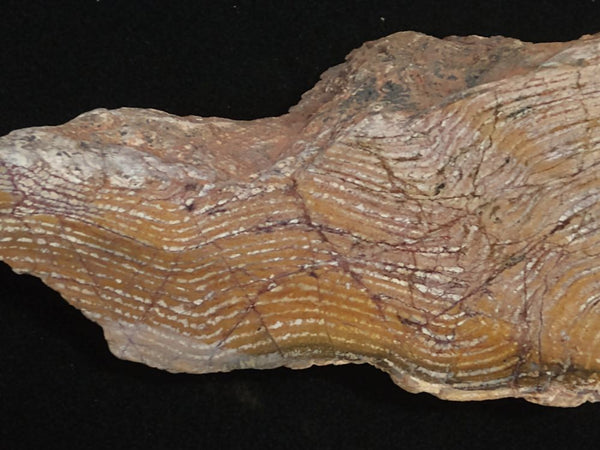 Polished fossil stromatolite. Strelley Pool Formation SPF127