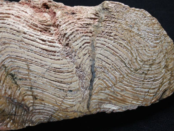 Polished fossil stromatolite. Strelley Pool Formation SPF127