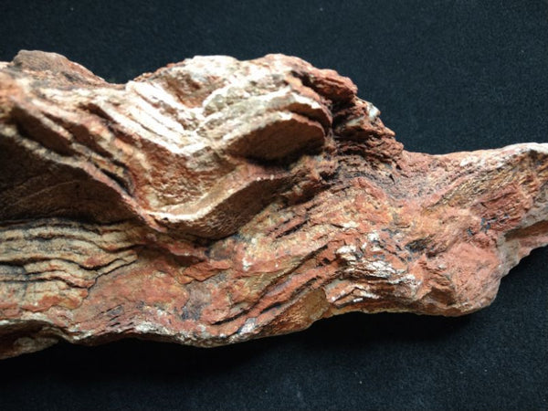 Polished fossil stromatolite. Strelley Pool Formation SPF127