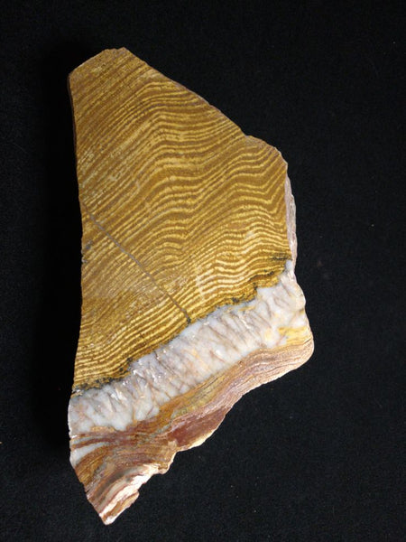 Polished fossil stromatolite. Strelley Pool Formation SPF128