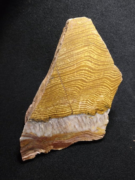 Polished fossil stromatolite. Strelley Pool Formation SPF128