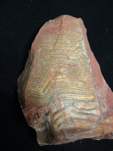 Polished fossil stromatolite. Strelley Pool Formation SPF128