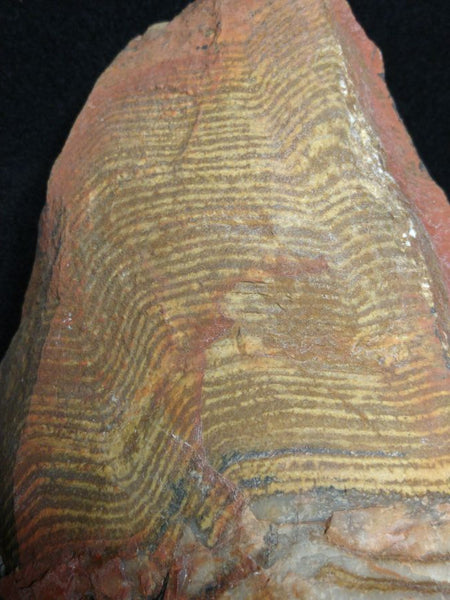 Polished fossil stromatolite. Strelley Pool Formation SPF128