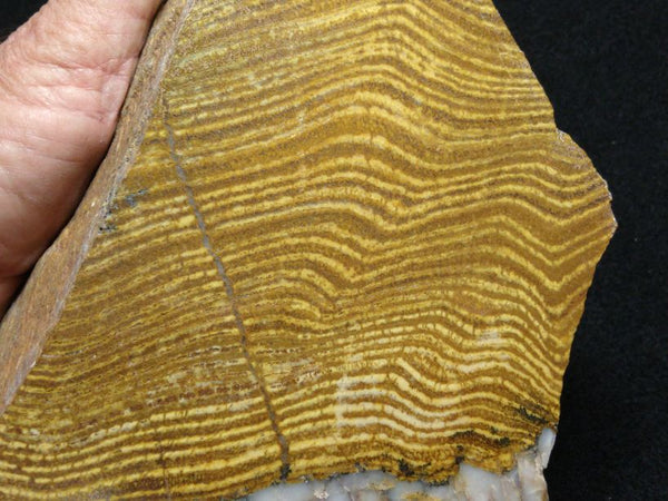 Polished fossil stromatolite. Strelley Pool Formation SPF128